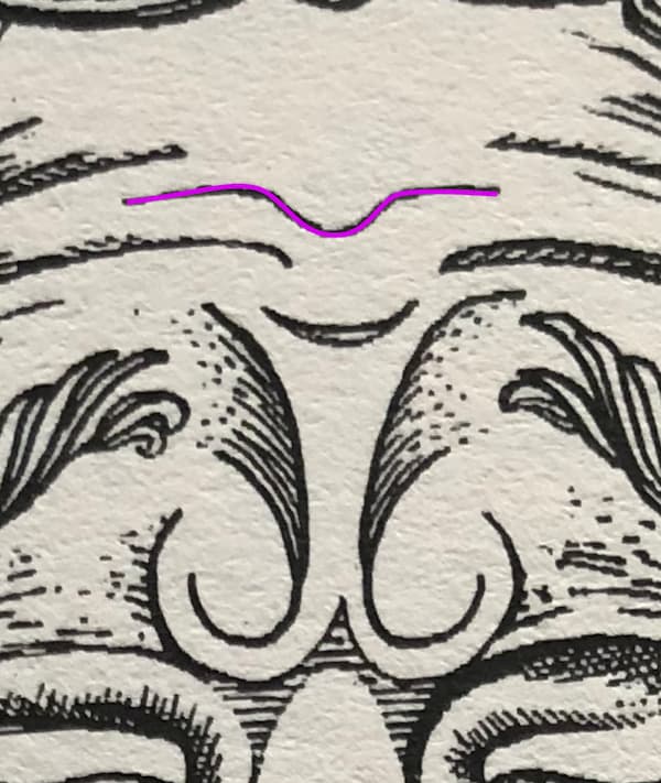 Extract of Plate of Godwin Baxter from Poor Things by Alasdair Gray showing pink traced line